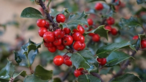 holly